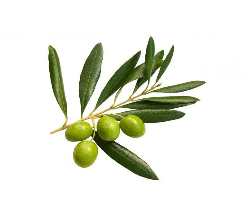 Olive Leaf Extract Capsules: Private Label Manufacturing