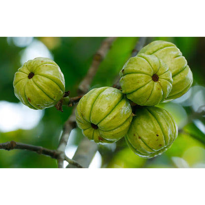 Garcinia Cambogia Capsules ODM OEM Services